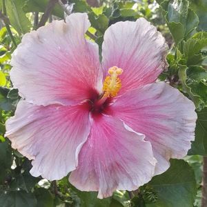 Meet your Posher, Debi